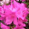 Evergreen Azalea Purple Triumph  AGM