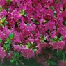 Evergreen Azalea Purpurtraum  AGM