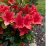 Evergreen Azalea Racoon