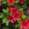 Evergreen Azalea Racoon