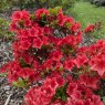 Evergreen Azalea Racoon
