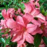 Evergreen Azalea Rosa