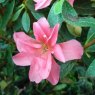 Evergreen Azalea Rosa