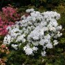 Evergreen Azalea Rose Greeley AGM