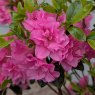 Evergreen Azalea Rosinetta