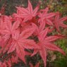 Acer palmatum 'Shin de shojo'  AGM