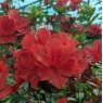 Evergreen Azalea Santa Maria AGM