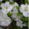 Evergreen Azalea Schneeperle AGM