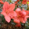 Evergreen Azalea Scout