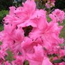 Evergreen Azalea Shelley