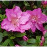 Evergreen Azalea Shiko Lavender