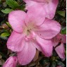 Evergreen Azalea Shiko Lavender