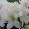 Evergreen Azalea Snow Hill AGM