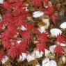 Acer palmatum 'Shin de shojo'  AGM