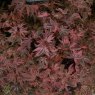 Acer palmatum 'Shirazz'