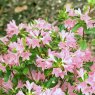 Evergreen Azalea Takasago