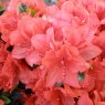 Evergreen Azalea Torchlight