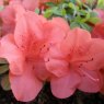 Evergreen Azalea Torchlight