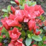 Evergreen Azalea Tuffet