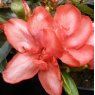 Evergreen Azalea Valentine Surprise