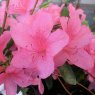 Evergreen Azalea Willy