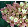 Hydrangea quercifolia Snowflake AGM