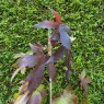 Liquidamber styraciflua Thea