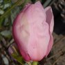 Magnolia Caerhay's Belle  AGM