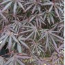 Acer palmatum 'Trompenburg'  AGM