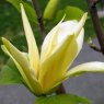 Magnolia Gold Crown