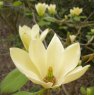 Magnolia Golden Gift