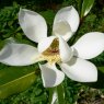 Magnolia grandiflora 'Kay Parris' AGM