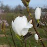 Magnolia Joli Pompom