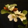 Magnolia laevifolia 'Gail's Favourite'