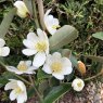 Magnolia laevifolia 'Mini Mouse'