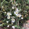Magnolia laevifolia 'Mini Mouse'