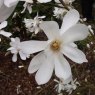 Magnolia x loebneri 'Donna'  AGM