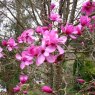 Magnolia Marwood Spring