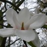 Magnolia Milky Way  AGM