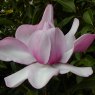 Magnolia Princess Margaret