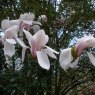Magnolia sprengeri Diva