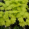 Acer shirasawanum 'Aureum'  AGM