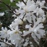 Magnolia stellata