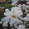 Magnolia stellata 'Royal Star'  AGM