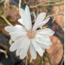Magnolia stellata 'Waterlily'  AGM