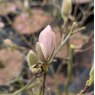 Magnolia stellata 'Waterlily'  AGM