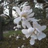 Magnolia stellata 'Waterlily'  AGM