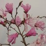Magnolia x loebneri 'Leonard Messel'  AGM