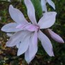Magnolia x loebneri 'Leonard Messel'  AGM