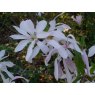 Magnolia x loebneri 'Leonard Messel'  AGM